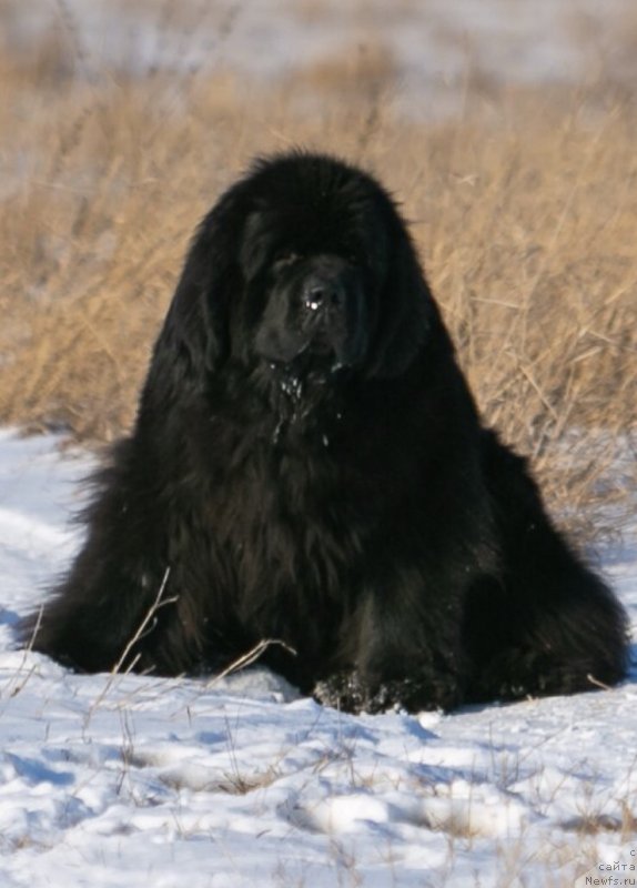 Фото: ньюфаундленд Dark Knigh (Дарк Найт)