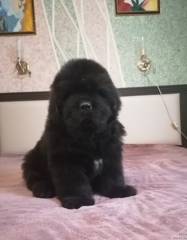 Фото: ньюфаундленд Surskiy Grand Virlpul of Love (Сурский Гранд Вирлпул оф Лове)