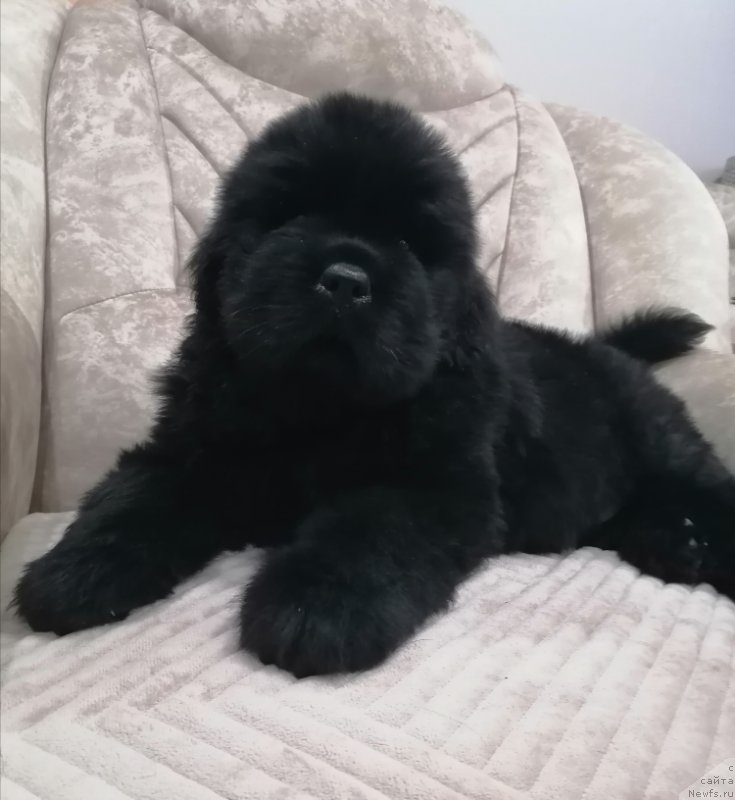 Фото: ньюфаундленд Surskiy Grand Vish Master (Сурский Гранд Виш Мастер)