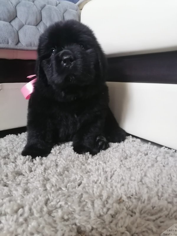 Фото: ньюфаундленд Surskiy Grand Amelin Kvin (Сурский Гранд Амелин Квин)