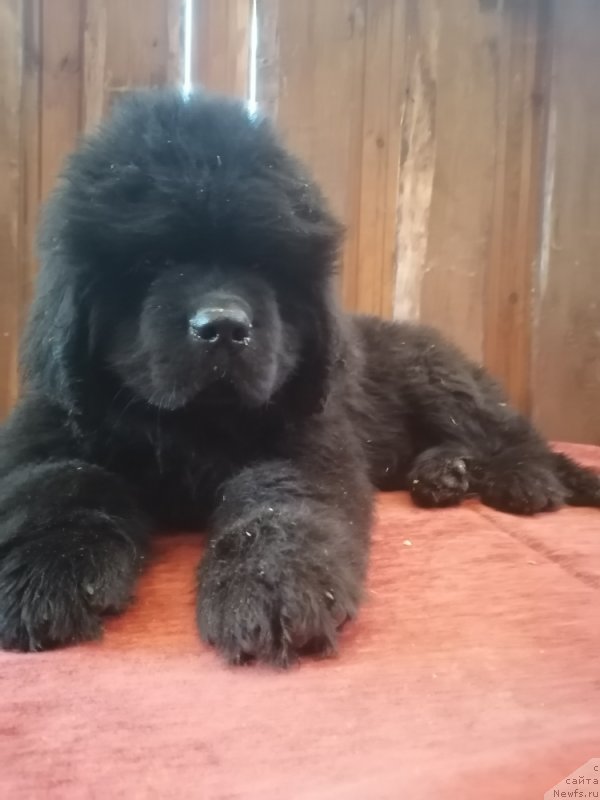 Фото: ньюфаундленд Sursky Grand Ajris Rising Star (Сурский Гранд Айрис Рисинг Стар)