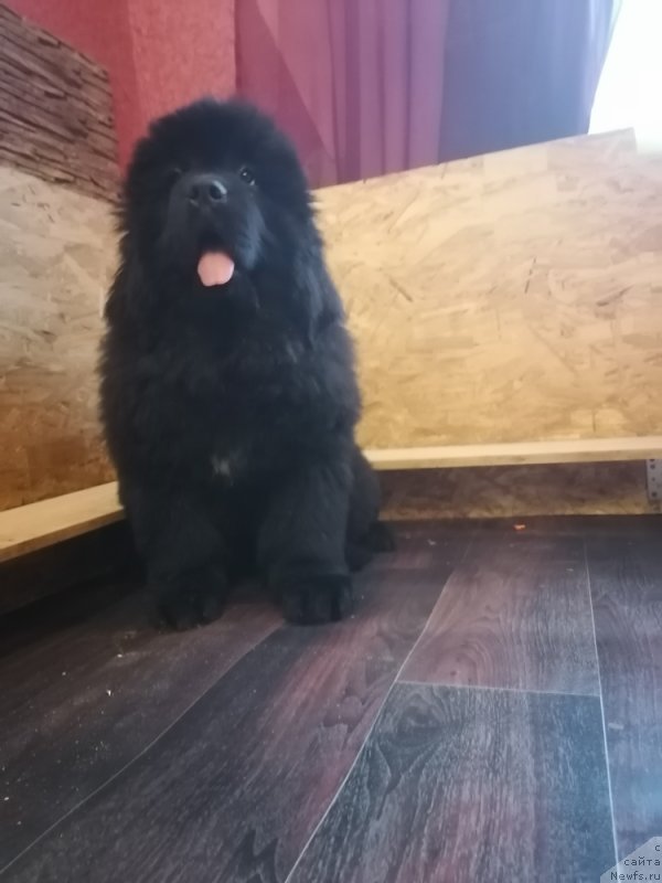 Фото: ньюфаундленд Surskiy Grand Ariyella Favorite Bear (Сурский Гранд Ариэлла Фаворите Беар)