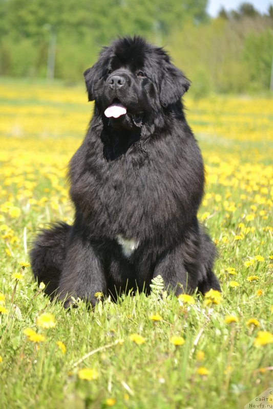 Фото: ньюфаундленд Vyatskiy Medved Angelita (Вятский Медведь Анхелита)