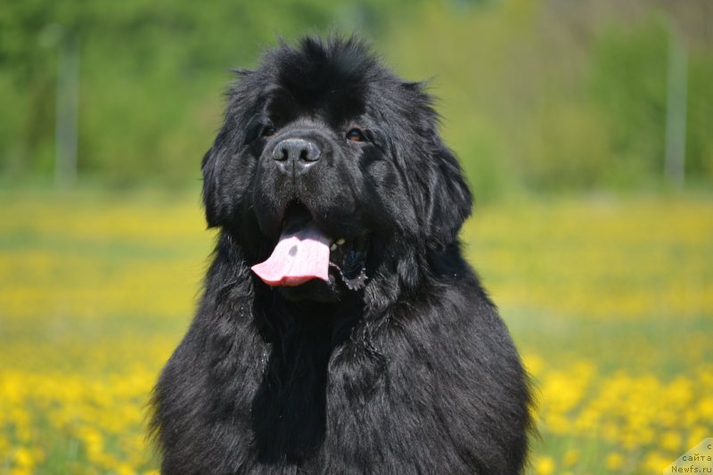 Фото: ньюфаундленд Vyatskiy Medved Angelita (Вятский Медведь Анхелита)