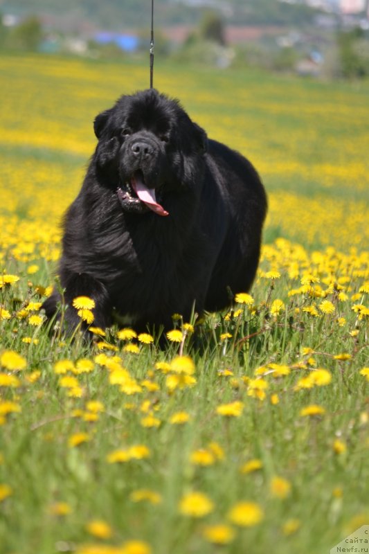Фото: ньюфаундленд Vyatskiy Medved Angelita (Вятский Медведь Анхелита)