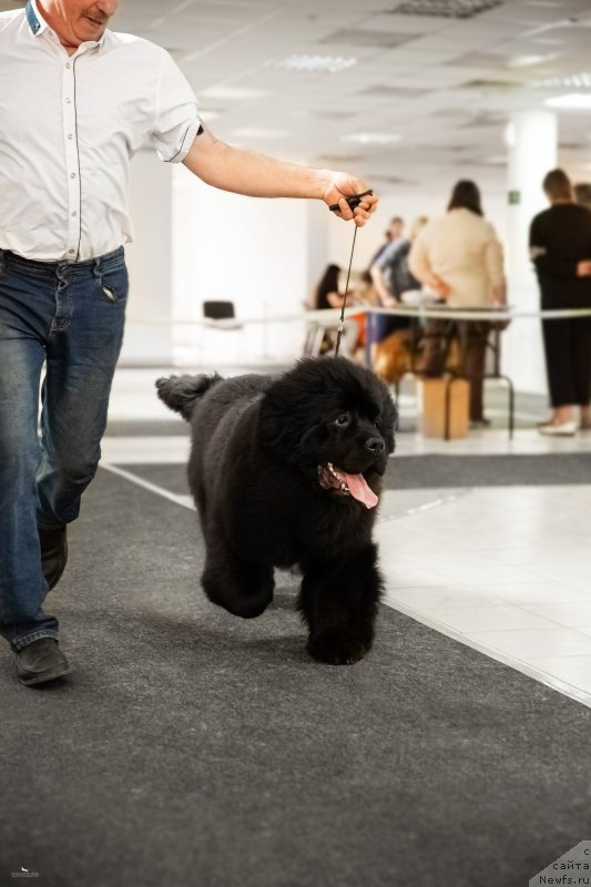 Фото: ньюфаундленд Vyatskiy Medved Angelita (Вятский Медведь Анхелита)