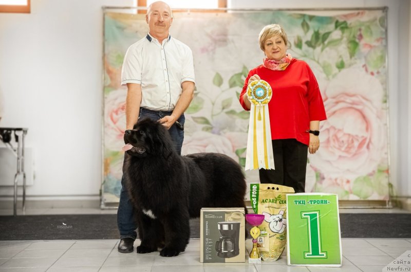 Фото: ньюфаундленд Vyatskiy Medved Angelita (Вятский Медведь Анхелита)