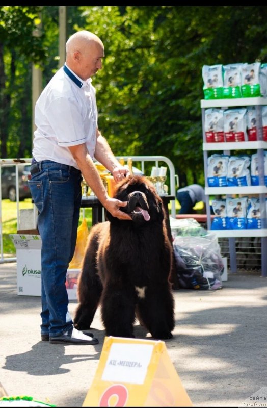 Фото: ньюфаундленд Vyatskiy Medved Angelita (Вятский Медведь Анхелита)