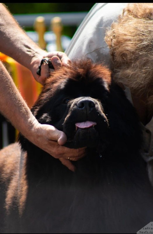 Фото: ньюфаундленд Vyatskiy Medved Angelita (Вятский Медведь Анхелита)