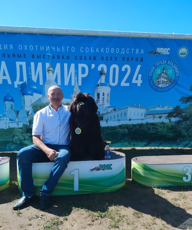 Фото: ньюфаундленд Vyatskiy Medved Amfitrita (Вятский Медведь Амфитрита)