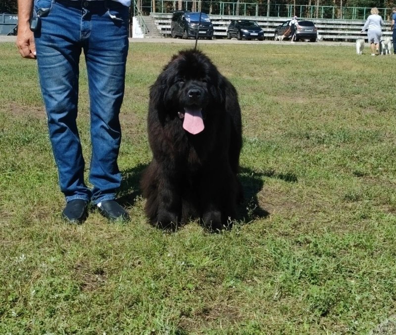 Фото: ньюфаундленд Vyatskiy Medved Amfitrita (Вятский Медведь Амфитрита)