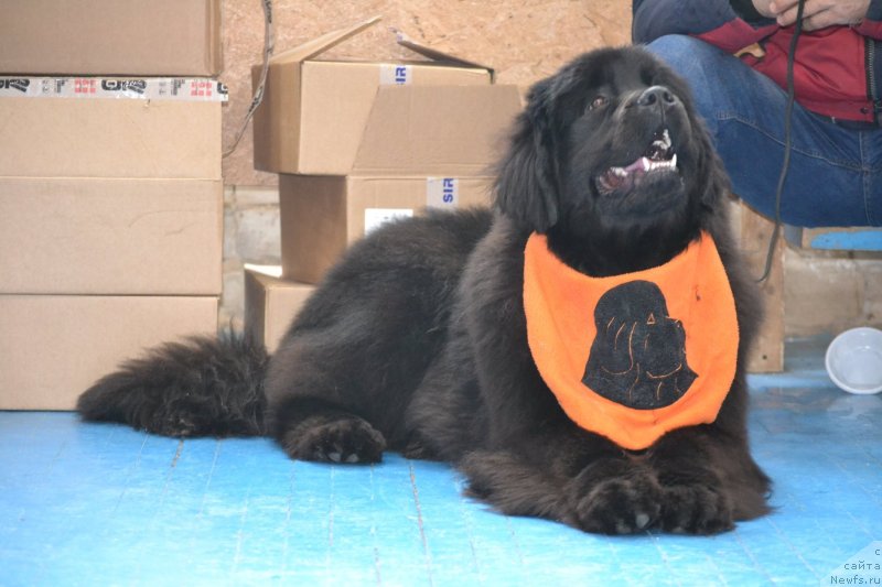 Фото: ньюфаундленд Acme of Perfection (Акме оф Перфекцион)