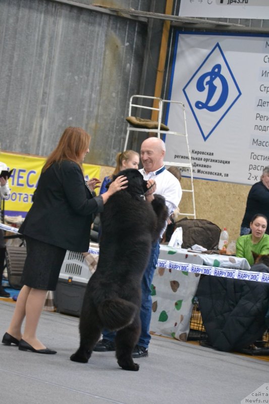 Фото: ньюфаундленд Acme of Perfection (Акме оф Перфекцион)