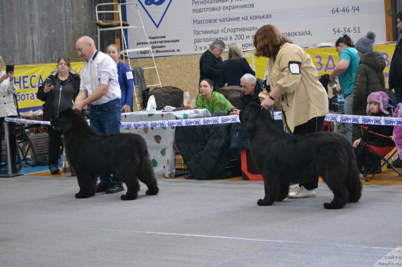 Фото: ньюфаундленд Acme of Perfection (Акме оф Перфекцион)