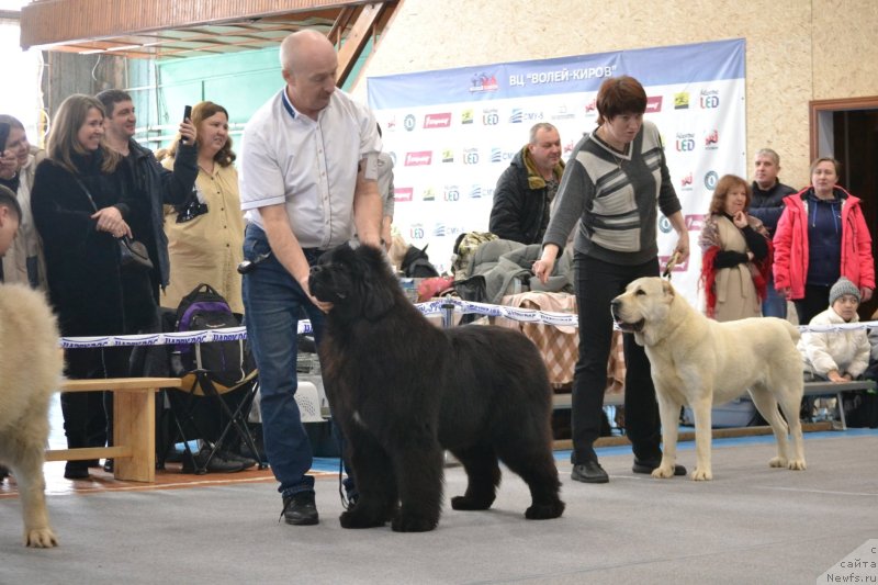 Фото: ньюфаундленд Acme of Perfection (Акме оф Перфекцион)