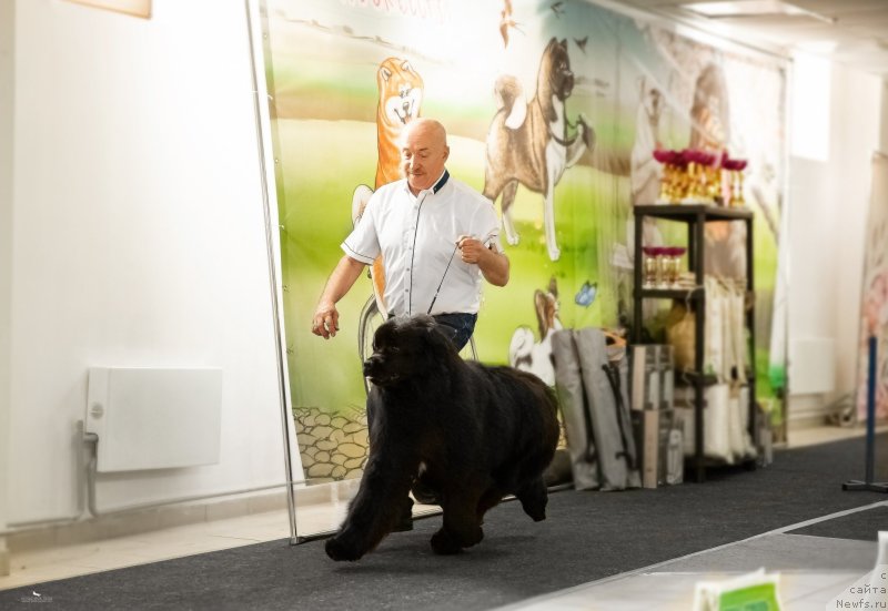 Фото: ньюфаундленд Acme of Perfection (Акме оф Перфекцион)