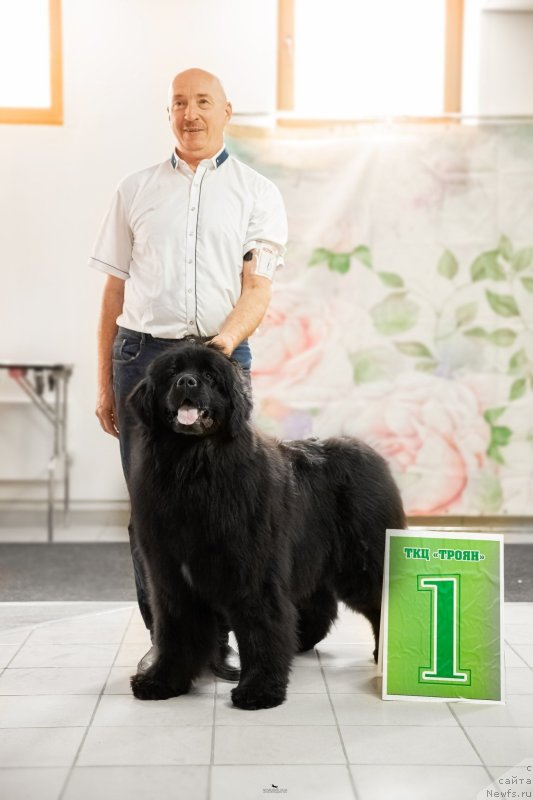 Фото: ньюфаундленд Acme of Perfection (Акме оф Перфекцион)