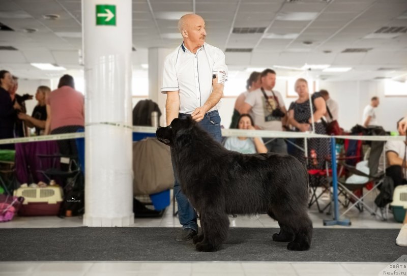 Фото: ньюфаундленд Acme of Perfection (Акме оф Перфекцион)