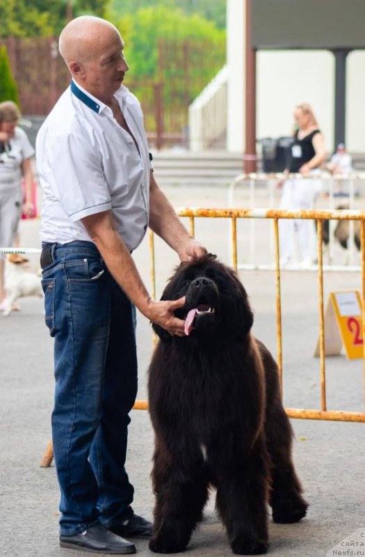 Фото: ньюфаундленд Acme of Perfection (Акме оф Перфекцион)