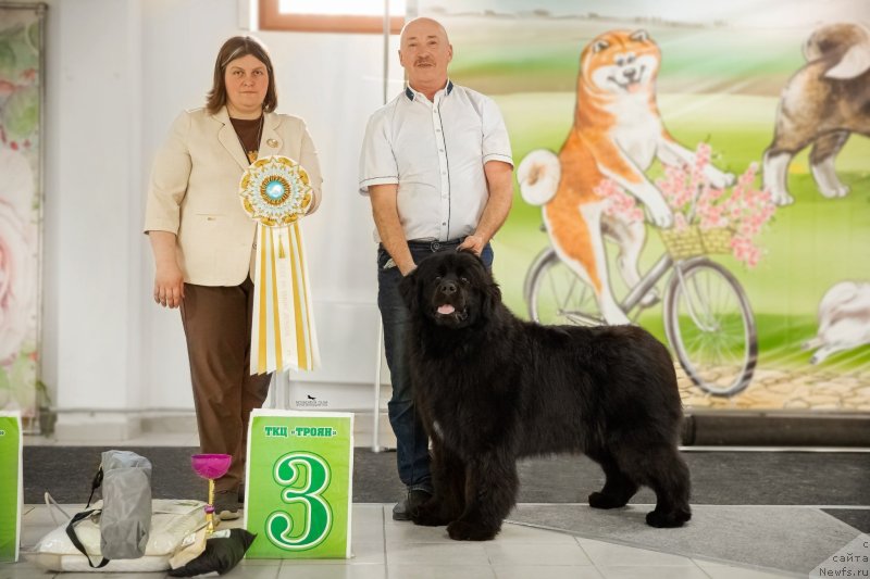 Фото: ньюфаундленд Acme of Perfection (Акме оф Перфекцион)