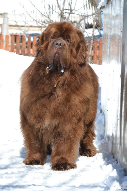 Фото: ньюфаундленд Sober-Oash Nikson dlya Vyatskogo Medvedya (Собер-Оаш Никсон для Вятского Медведя)