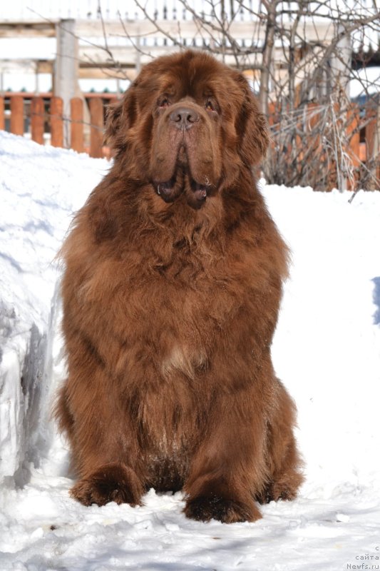 Фото: ньюфаундленд Sober-Oash Nikson dlya Vyatskogo Medvedya (Собер-Оаш Никсон для Вятского Медведя)