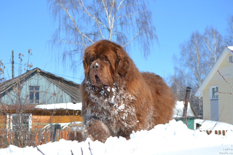 Фото: ньюфаундленд Sober-Oash Nikson dlya Vyatskogo Medvedya (Собер-Оаш Никсон для Вятского Медведя)