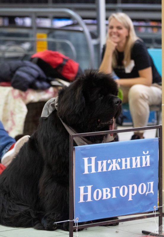 Фото: ньюфаундленд Darkflight You My Life (Даркфлайт Ю Май Лайф)