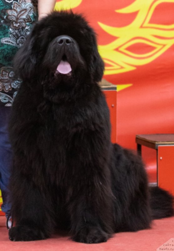 Фото: ньюфаундленд Darkflight You My Life (Даркфлайт Ю Май Лайф)