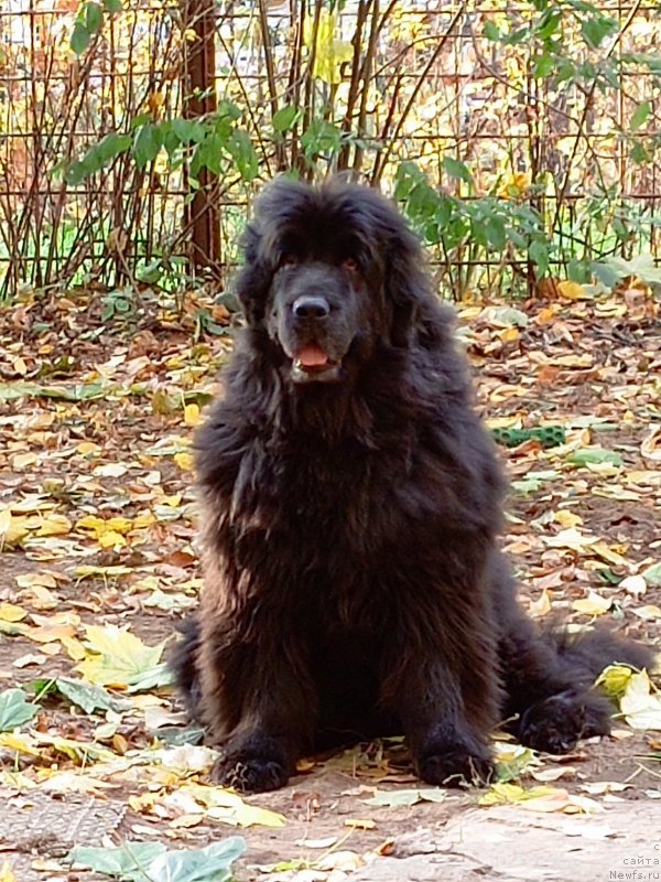 Фотография № 249118