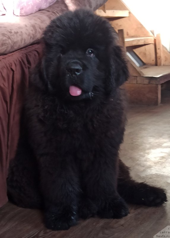 Фото: ньюфаундленд Surskiy Grand Djentel'men Udachi (Сурский Гранд Джентельмен Удачи)