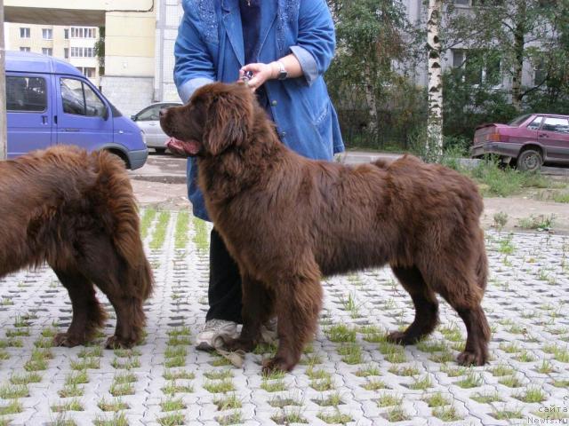 Фото: ньюфаундленд Funnewf Gospozha Udacha (Фанньюф Госпожа Удача)