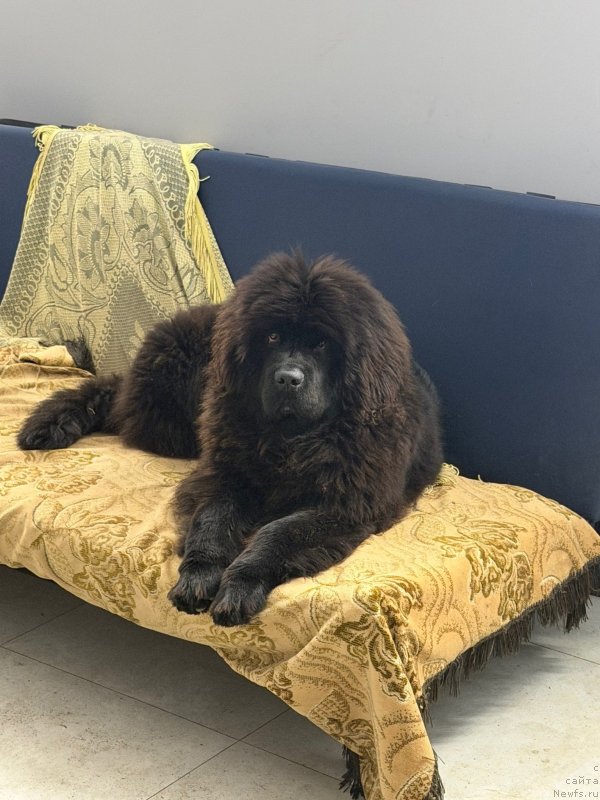 Фото: ньюфаундленд Shaggy Shadow A Sorta Fairytale (Шегги Шедоу А Сорта Фейритале)