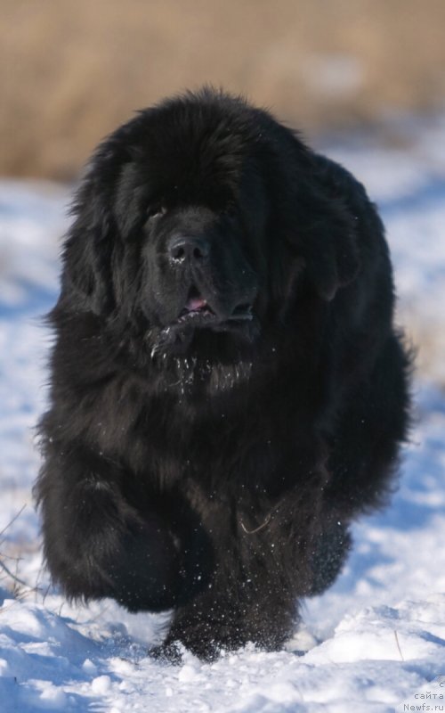 Фото: ньюфаундленд Dark Knigh (Дарк Найт)