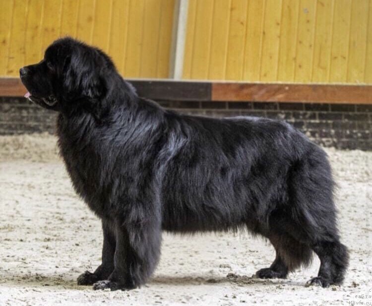 Фото: ньюфаундленд Vetrenya  Vospitannica iz Doma Prozarovskikh (Ветреная Воспитанница из Дома Прозоровских)