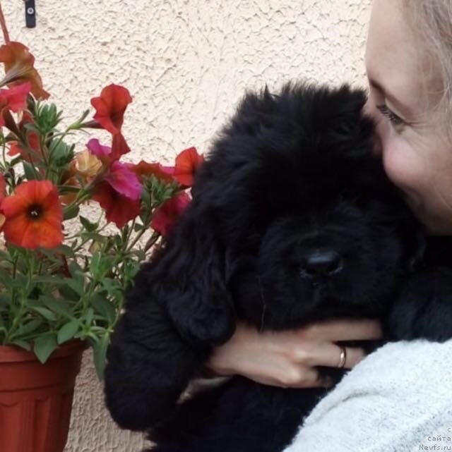 Фото: ньюфаундленд Gloria Ledi Udacha (Глория Леди Удача)