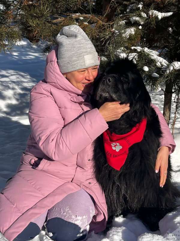 Фото: ньюфаундленд N'yufort Taym's Gold Aleksa (Ньюфорт Тайм'с Голд Алекса), Lena Zyirina (Лена Зырина)