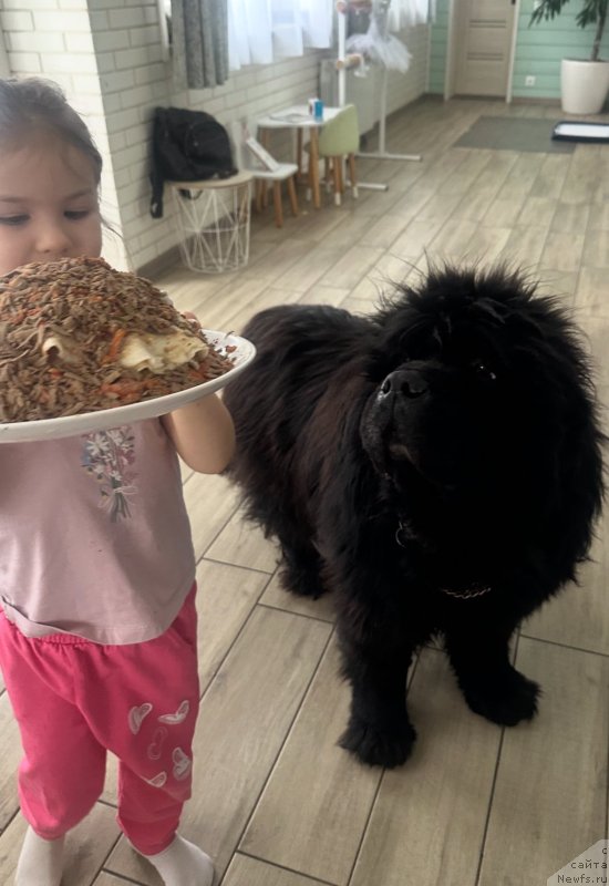 Фото: ньюфаундленд CHernyiy Balu Erofey (Черный Балу Ерофей)