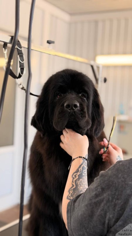 Фото: ньюфаундленд Fortune Mistress Fate (Форчен Мистрэс Фейт)