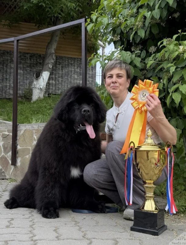 Фото: ньюфаундленд Carskaya Doch' (Царская Дочь)