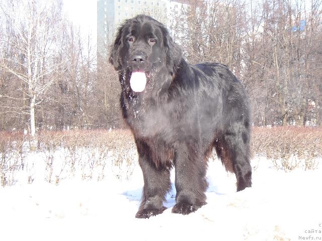 Фото: ньюфаундленд Sent Djons Jaklin (Сент Джонс Жаклин)