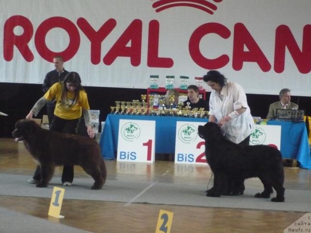 Фото: [d5893] и кобель юниор