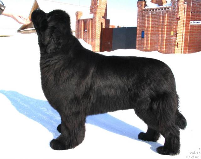 Фото: ньюфаундленд Vikontessa iz Medvejyego Yara (Виконтесса из Медвежьего Яра)