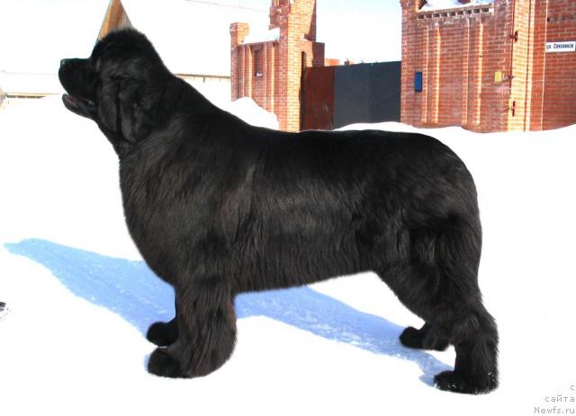 Фото: ньюфаундленд Vikontessa iz Medvejyego Yara (Виконтесса из Медвежьего Яра)