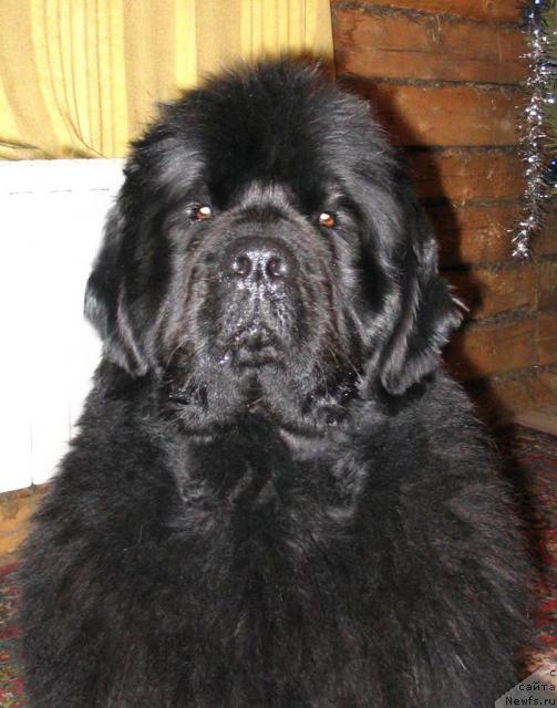 Фото: ньюфаундленд Vikontessa iz Medvejyego Yara (Виконтесса из Медвежьего Яра)