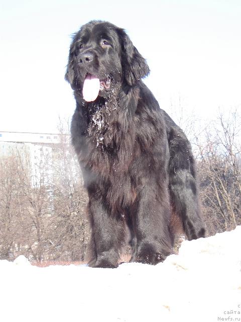 Фото: ньюфаундленд Sent Djons Jaklin (Сент Джонс Жаклин)