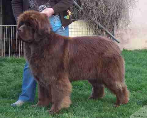 Фото: ньюфаундленд Milva von Aiching