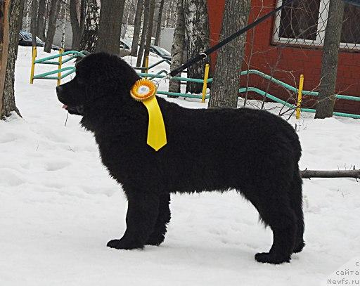 Фото: ньюфаундленд Plyushevaya Panda Mister Iks (Плюшевая Панда Мистер Икс)