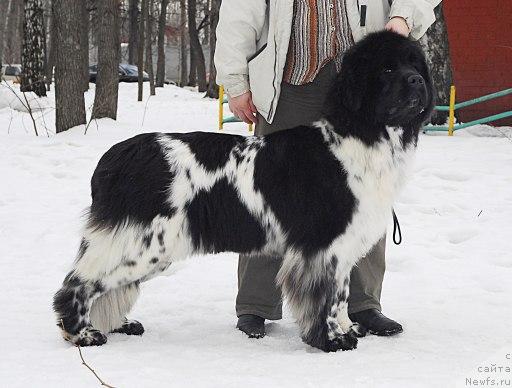 Фото: ньюфаундленд Plyushevaya Panda Ledi Gamil'ton (Плюшевая Панда Леди Гамильтон)