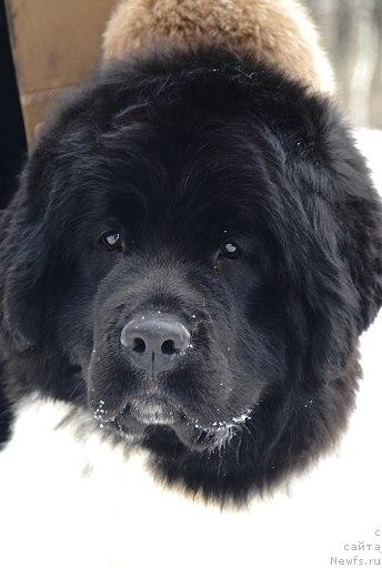 Фото: ньюфаундленд Plyushevaya Panda Ledi Gamil'ton (Плюшевая Панда Леди Гамильтон)